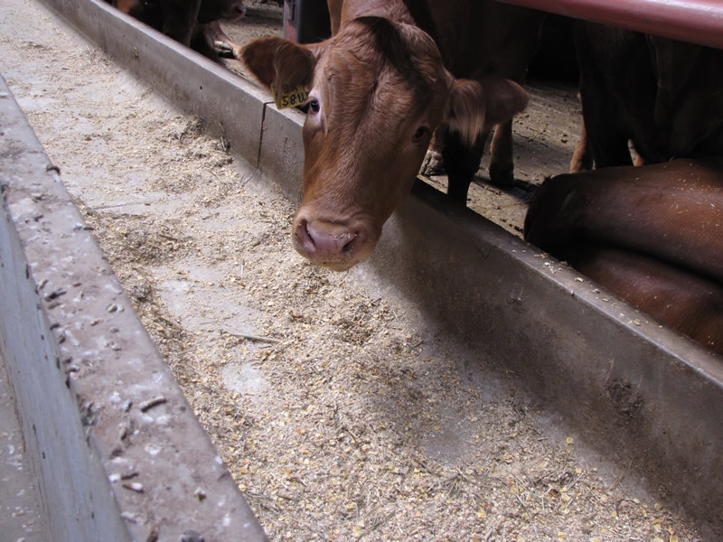 wv feeder cattle prices